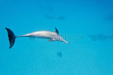 Spinner dolphin (Stenella longirostris)  Sataya reef   Red Sea  Egypt