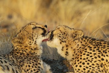Cheetah (Acinonyx jubatus) - Grooming males in the evening. Photographed in captivity on a farm. Namibia.