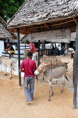 Free clinic for donkeys - Lamu Kenya