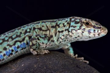 Formentera wall lizard (Podarcis pityusensis formenterae)  Formentera island  Spain