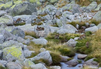 Iberian ibex  Spanish ibex  Spanish wild goat  or Iberian wild goat (Capra pyrenaica)  Sierra de Gredos  Avila  Castilla y León  Spain  Europe