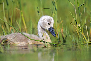 Young Mute Swan on the water - Dombes France