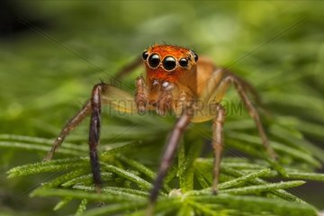 An orange faced jumping spider (Prostheclina pallida)  Australia