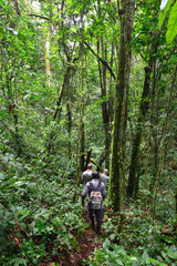 Tourists in the Bwindi Impenetrable Forest - Uganda