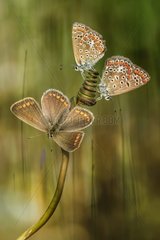 Three butterflies - Three little butterflies