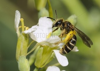 Mining Bee (Andrena dorsata) female on radish flower in garden  2015 July 04  the Northern Vosges Regional Park  France  ranked World Biosphere Reserve by UNESCO  France
