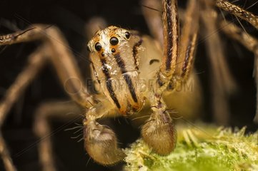 Lynx spider (Oxyopidae)  Australia