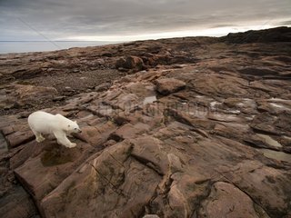 Aerial view of Polar Bear (Ursus maritimus) walking through rocky hills along Hudson Bay near Arctic Circle  Repulse Bay  Nunavut Territory  Canada