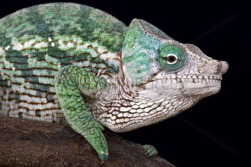 Globe-Horned Chameleon (Calumma globifer)  Madagascar