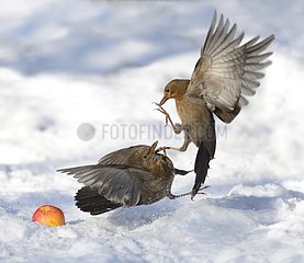 Fight between Blackbirds (Turdus merula) female  20 January 2016  Northern Vosges Regional Nature Park  declared a World Biosphere Reserve by UNESCO  France