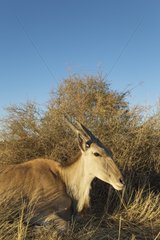 Eland (Taurotragus oryx) - Resting female. Kalahari Desert  Namibia.