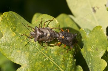 Forest Bug (Pentatoma rufipes). Kværkeby Mose  Denmark in August