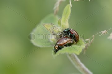 Beetles (Chrysolina polita) mating. Denmark in July
