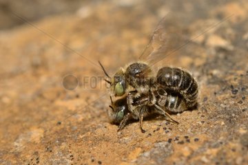 Mason Bees (Osmia ravouxi) mating  2015 June 07  Northern Vosges Regional Nature Park  declared a World Biosphere Reserve by UNESCO  France