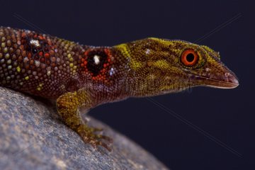 The critically endangered and recently (2005) discovered Grenadines clawed gecko (Gonatodes daudini) must be one of the rarest reptiles in the world. It is endemic to 0  5km2 on Union island.  Union Island  St Vincent and the Grenadines