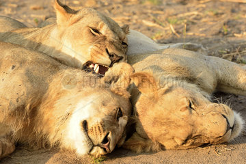 Young Lions at rest in the savannah - Savuti Botswana