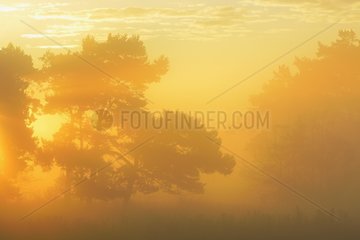 Pine tree on misty morning at sunrise  Fischland-Darss-Zingst  Mecklenburg-Western Pomerania  Germany  Europe