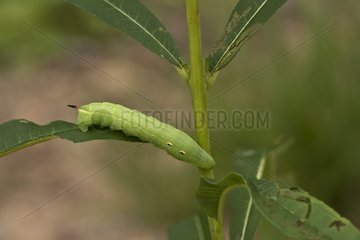 Elephant Hawk-moth (Deilephila elpenor) larva in plant. Green form. Sweden in August