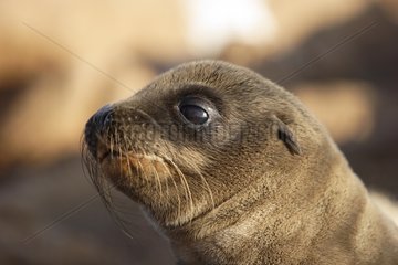Portrait of newborn pup California Sea Lion Galapagos