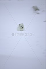 Arctic Fox Cub saÃŸ in Schnee und schaute in Island herum und schaute in Island