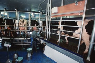 Prim'holstein -Kühe im Rotary Melking -Raum Frankreich