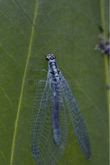 Portrait of a blue insect on a leaf Alps