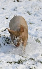 Hoches Schwein im Freien im Snow Plougastel -Finistère