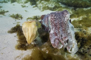 Giant Australian Cuttlefish female and male South Australia
