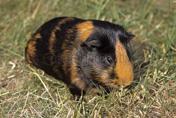 Guinea-pig with close-cropped hairs two-tone in grass