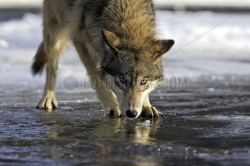 Gray wolf on the ice melted in the United States