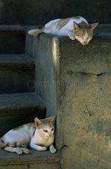 Cats lying down in stairs India