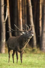 Red Deer male bellowing in a clearing Europe