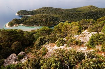 Vegetation auf der Insel Mljet auf Sea Adria Kroatien