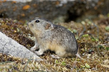 Collared Lemming out of the burrow Nunavut Canada