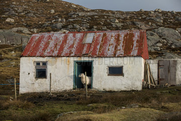 Sheep in an abandoned house - Harris Hebrides