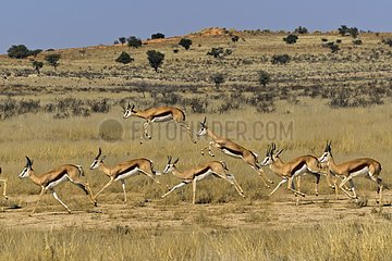 Springbocks Herd ( Antidorcas marsupialis )   Kgalagadi National Park - Kalahari - South Africa
