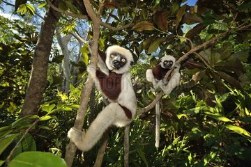 Verreaux's sifaka in trees  Madagascar