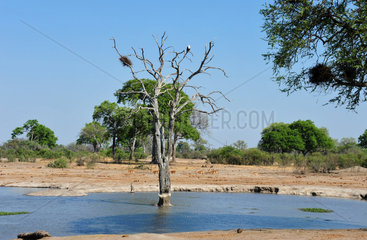 Water hole in the savannah - Zimbabwe Hwange