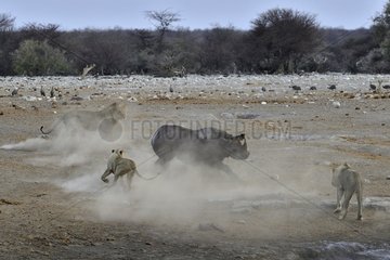 This Black Rhino has stumbled into a cavity and tipped into the water point. After many difficulties given the apic submerged banks  he managed to climb out of the water. Three lions took the opportunity to attack the rhino at the exit of the water.