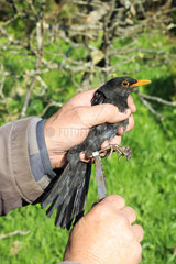 Banding Black bird captured by a net - France