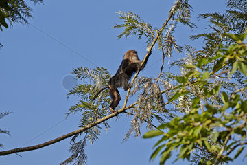 Male Lion-tailed Macaque on a branch - Nilgiris Hills India