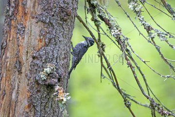 Three-toed Woodpecker female at nest - Finland