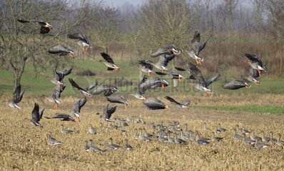 Tundra Bean Geese (Anser fabalis) in the Corn  2015 November 24  Northern Vosges Regional Nature Park  declared a World Biosphere Reserve by UNESCO  France
