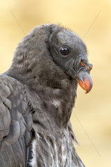 Portrait of young King Vulture