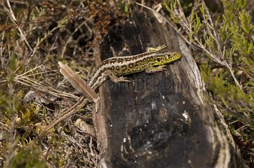 Sand Lizard (Lacerta agilis). Melby Overdrev  Denmark in May