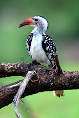 Tanzania. Birdwatching. Red-billed Hornbill.