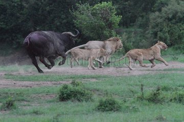 Lion (Panthera leo) and Buffalo (Syncerus caffer)  twilight attack   buffalo puts the Lions out  Masai Mara  Kenya