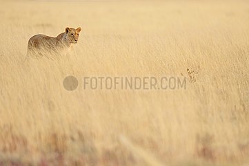 Lioness in savanna  Etosha  Namibia