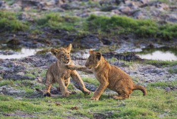 Lion (Panthera leo) - Two playful cubs in the early morning. Chobe National Park  Botswana.
