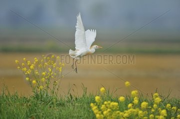 Cattle Egret (Bubulcus ibis) in flight